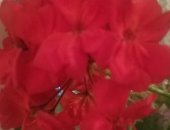Продам комнатное растение в Красноярске, Герань пеларгония красная, крупная, укоренненный