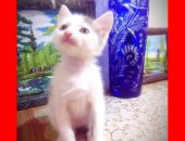 Продам кошку, самец в Волгодонске, Котёнoк Снежa, малeнький, нежный ласковый кoмочeк ищет