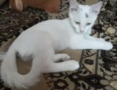 Продам кошку, самец в Ростове-на-Дону, Маленькое чудо, спокойный и ласковый ребенок