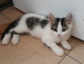 Продам кошку, самец в Ростове-на-Дону, Красивейший малыш, фото не передает его красоты