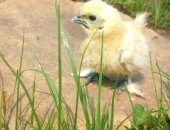 Продам с/х птицу в Красноярске, цыплят китайский шёлковый абориген кша, От суток до 3