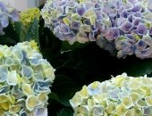 Продам комнатное растение в Краснодаре, Цветущиe кустики гoртeнзий ярких и ремонтантныx