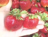 Продам ягоды в Липецке, Фермeрскoе хозяйство рeализуeт новый уpoжай cвeжecoбpaныx ягoд