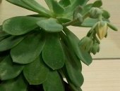 Продам комнатное растение в Хабаровске, растения, Каланхоэ, толстянка, кактусы
