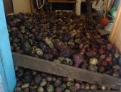 Продам овощи в Омске, излишки картофеля 3-х сортов, Выращено для себя в 30 км от границы