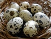 Продам яица в Томске, Принимаем заявки на инкубационное яйцо японского перепела яичное