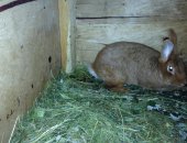 Продам заяца в Тоншаеве, Кролик, семью рыжих кроликов и 4 крольчат, В подарок 2 клетки