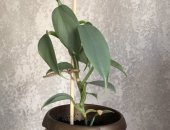 Продам комнатное растение в Воронеже, Филодендрон сильвер квин, тропическая лиана с