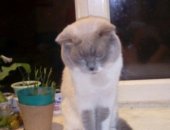 Продам шотландская, самец в Мичуринске, Вислоухий кот 4 года, Окрас колор-пойнт, глаза
