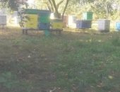 Продам в Гурьевске, Пчёлы, семьи на 8 рамках укомплектованы в зиму