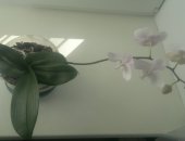 Продам комнатное растение в Чите, орхидею