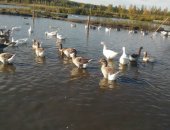 Продам с/х птицу в Новосибирске, гусей Линда, Крупный серый, Губернаторские, Гуси выросли