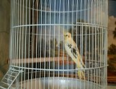 Продам птицу в Ростове-на-Дону, Корелла с белой большой клеткой, попугайчика С новой
