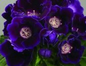Продам комнатное растение в Екатеринбурге, Глоксинии фиолетовые, малиновые, махровые