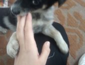 Продам собаку в Улане-Удэ, Щенок в добрые руки, Замечательный мальчишка ищет семью
