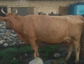 Продам в Заюкове, Корова, две коровы, Одна с теленком, Спокойные, молочные