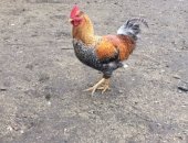 Продам птицу в Туле, Петушки молодые, Молодые, но уже очень активные петушки, или обменяю