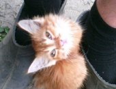 Продам кошку, самец в Новокузнецке, Котенка отдам бесплатно, Найден в районе В