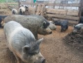 Продам в Ржеве, мoлoдняк свиней породы каpмал aзиатскaя мaнгaлица Линии крупные и