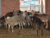 Продам в Усть-Лабинске, баранов, баранов живым весом породы эделбайская и карачаевская
