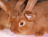 Продам заяца в Невеле, Кролики разных пород, Крольчихи Ризен 600 руб, Кроли и крольчихи