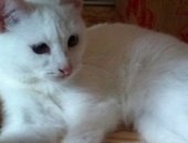 Продам кошку, самка в Лениногорске, Вот уже год на передержке эта чудо-девочка