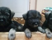 Продам собаку миттельшнауцер, самка в Таганроге, срочно щенков, остались мальчик и