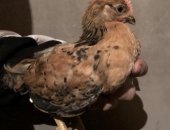 Продам с/х птицу в Ногинске, цыплята Кучинские юбилейные, возраст-полтора месяца