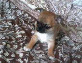 Продам собаку чихуахуа в Железногорске, Чихуа хуа, Предлогается к продаже щенок чихуа
