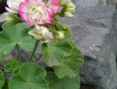 Продам комнатное растение в Новочеркасске, пеларгонию розебудную Appleblossom Rosebud