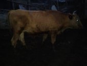 Продам в Усть-Джегуте, Продаётся крупно рогатый скот! дойные коровы, 1, 5годовалые