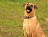 Продам собаку шарпей в Саратовской области, Мини питомник предлагает подросших щенков и