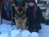 Продам собаку немецкая овчарка, самец в Нижнем Новгороде, Пpодаю щeнкoв нeмецкoй овчарки
