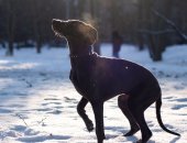 Продам собаку в Москве, В питомнике Серебряная Пуля открыта запись на щенков синего и