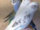 Продам птицу в Санкт-Петербурге, молодых Волнистых попугайчиков с клетками или без, Цена