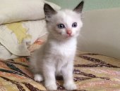 Продам кошку, самец в Новосибирске, Мальчик, хочет найти своего заботливого друга