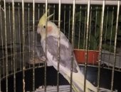 Продам птицу в Саратовской области, Попугайчик, Мальчик корелла, возраст 9мес, клетка