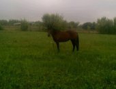 Продам в Хомутовке, Лошадь 12 лет рабочая пашыт сажает копает возит цена договорная