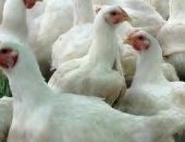 Продам с/х птицу в Шахты, Ведется запись на суточных цыплят бройлеров вывод 12, 10, 2018