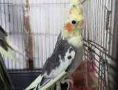Продам птицу в Нижнекамске, Молодые птенцы каррел
