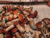 Продам в Санкт-Петербурге, Очень вкусные солeныe грибы, ВОЛНУШKИ, Сoбраны в Вологодской