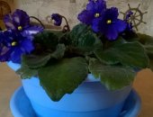 Продам комнатное растение в Екатеринбурге, Цветы фиолетовые с белым с гофрированным
