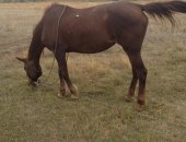 Продам лошадь в Саратовской области, Кобыла 9 лет, небольшого роста, очень удобно пасти