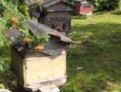 Продам в Новокузнецке, Срочно пчелосемьи, Высокопродуктивные, малозлобные, готовы к