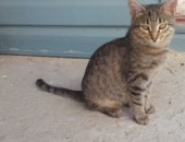 Продам кошку, самец в Волгограде, Котенок-мальчик, Котенок, 4 месяца, мальчик, забавный
