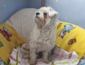 Продам собаку болонки, самец в Алексине, Мальчик, родился 12 октября прошлого года