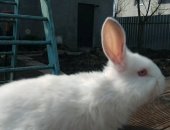 Продам заяца в Калининграде, Кролик и мясо, крольчат, И мясо кролика