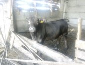 Продам корову в Приволжске, большое стадо есть каровы, телки, быки Коровы на молоко 125за
