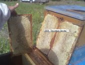 Продам мёд в Челябинске, Предлагаюдонниковый, дягилевый, липовый, сбор июль-август 2018г