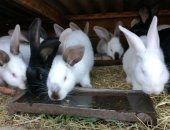 Продам заяца в Курганинске, Кролики, кроликов, помесь, на откорм Возраст 5 месяцев 150